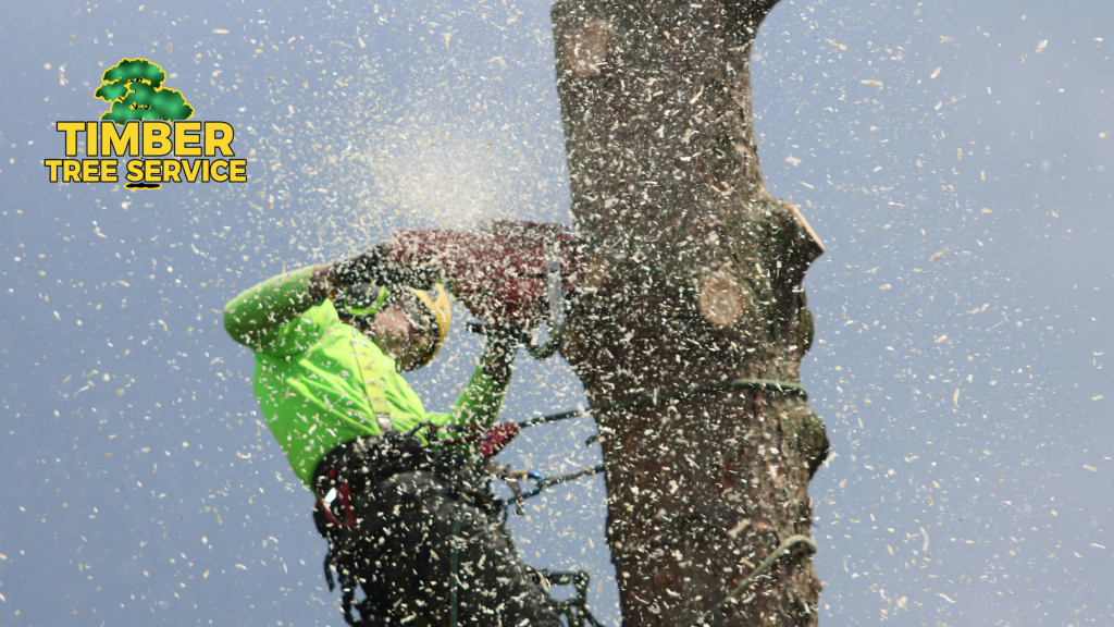 How Tree Trimming, Pruning and Stump Grinding Can Boost Your Property Value