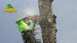 How Tree Trimming, Pruning and Stump Grinding Can Boost Your Property Value