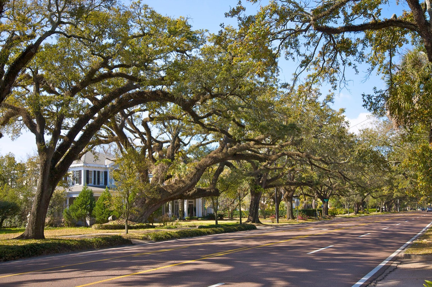 Large live oak trees with broad spreading limbs along a South Alabama street