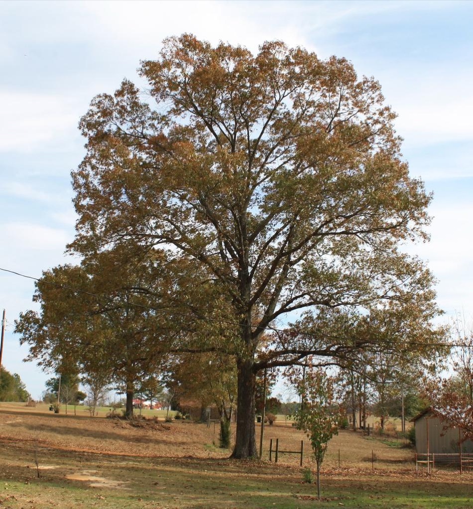 Southern red oak tree with reddish fall foliage in Alabama