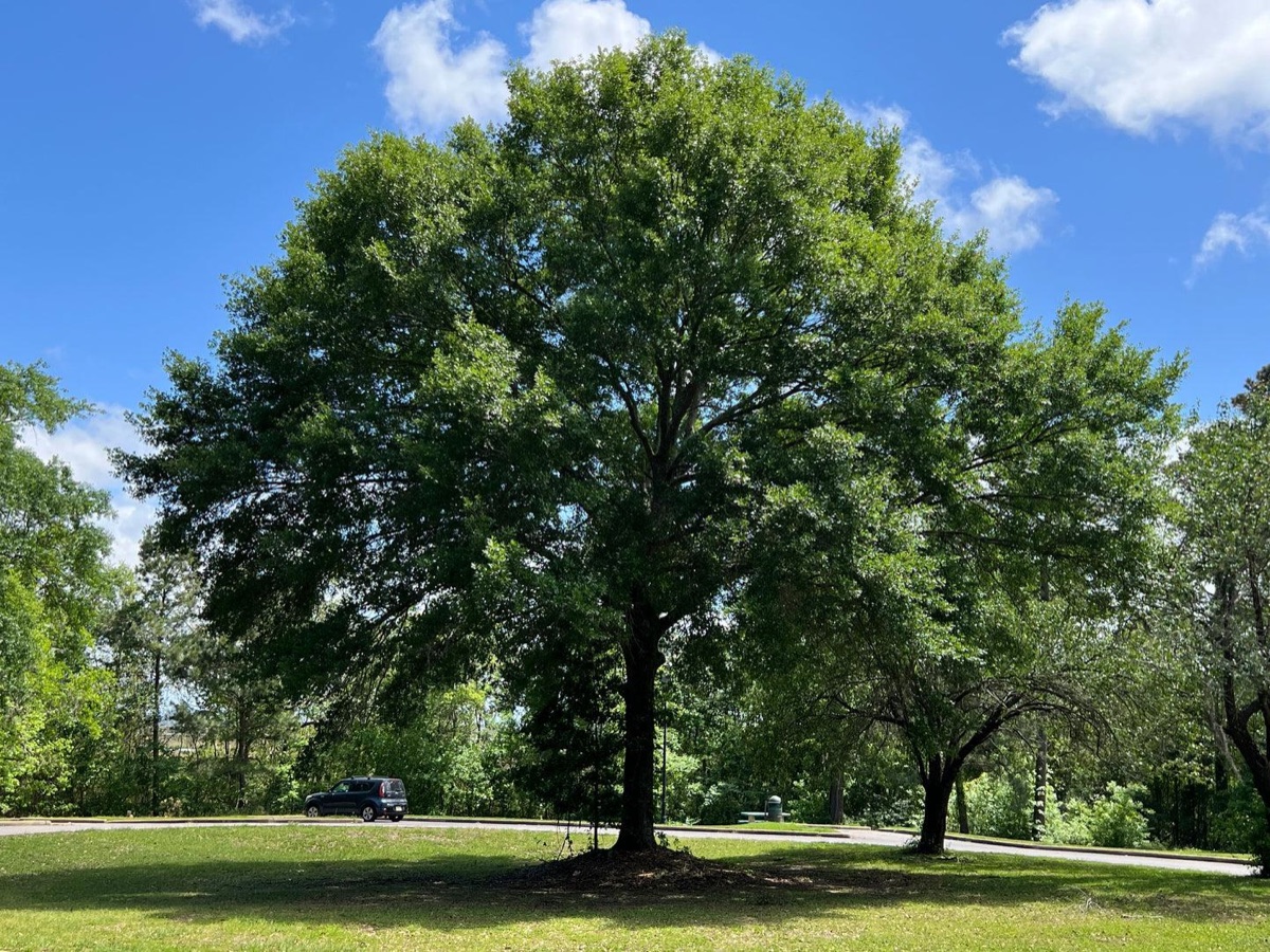 Mature water oak tree providing shade in a Mobile Alabama landscape
